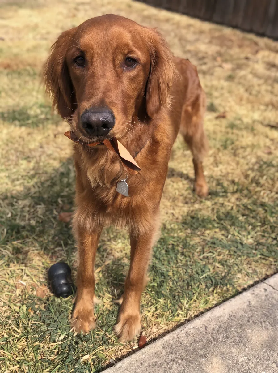 Landa, the family's golden retriever