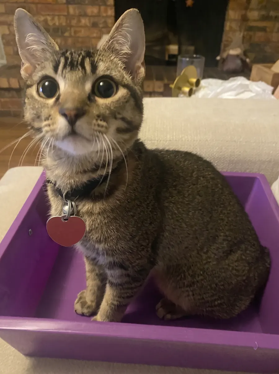 Maple, the family's tabby cat