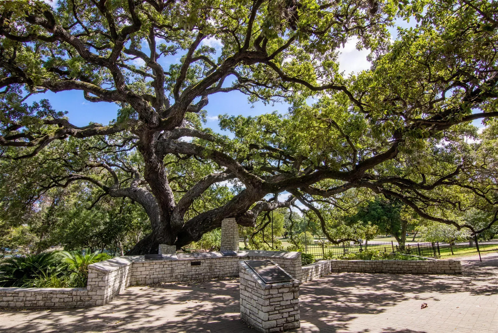 The Founders' Oak, a centuries-old live oak in Landa Park, New Braunfels